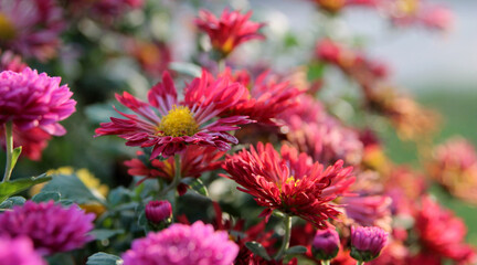Red asters in the garden. Red flowers background image.Autumn garden