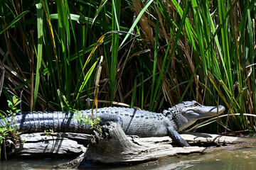 Alligators in the Honey Island Swamp, Slidell, Louisiana