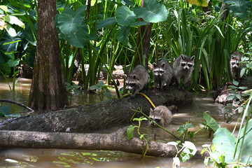 Raccoons in the Honey Island Swamp, Slidell, Louisiana