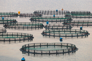 View of sea fish farm cages and fishing nets, farming dorado, sea bream and sea bass, process of...