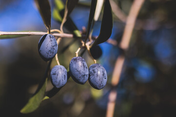 Olives growing on olive tree grove, close up macro view, branch of ripe dark and green olives...