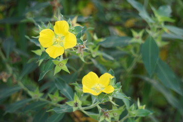 Ludwigia grandiflora with a natural background