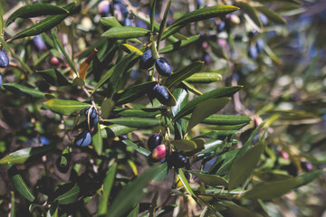 Olives growing on olive tree grove, close up macro view, branch of ripe dark and green olives...
