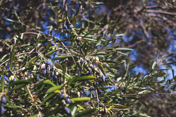 Olives growing on olive tree grove, close up macro view, branch of ripe dark and green olives fruits in a summer sunny day, Ionian sea islands, Greece