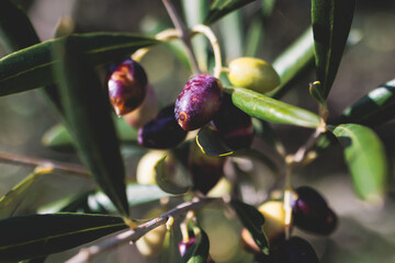 Olives growing on olive tree grove, close up macro view, branch of ripe dark and green olives...