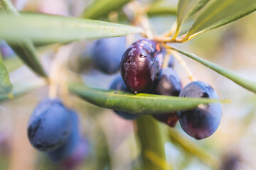 Olives growing on olive tree grove, close up macro view, branch of ripe dark and green olives...