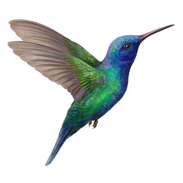 recommend clip art: Hummingbird. Watercolour illustration of Hummingbird. Idea for educational books, postcards, stickers, tattoo.