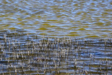 reeds in the water