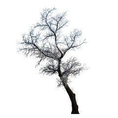 Front view of Tree (Snowy Tree Winter 1) Plant png