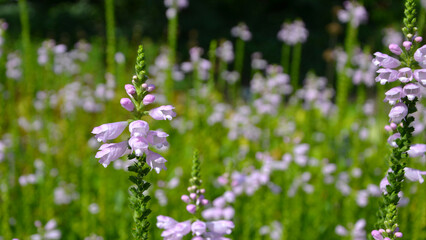 Physostegia virginiana, the obedient plant, obedience or false dragonhead