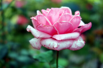 Beautiful Rose flower, closeup. Pink Rose (latin: Rosa genus) on the branch. Colorful, delicate rose in the garden. Closeup