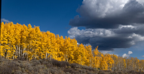 Fototapeta premium Bright Aspen Hillside, Colorado