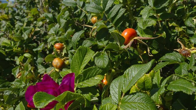 The big round fruits of the rose hip plants with the pink flowers in the garden in Estonia