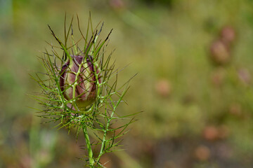 Nigella damascena, love-in-a-mist  or devil in the bush. Seed capsule. Closeup, selective focus planning