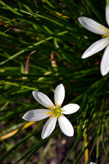 Zephyranthes candida, with common names that include autumn zephyrlily, white windflower, white rain lily, and Peruvian swamp lily