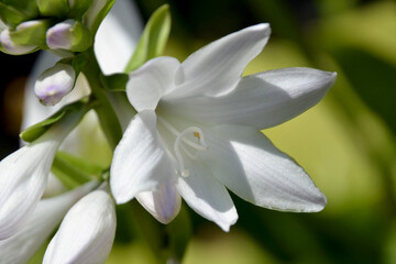 Fototapeta premium Funkia hosta. Plant commonly known as hostas, plantain lilies, Japanese name giboshi. Closeup, selective focus