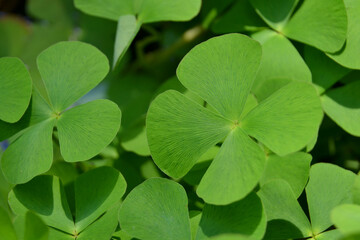 Marsilea quadrifolia; four leaf clover; European waterclover (USA), sushni (India), aalaik keerai. Four-leaf clover brings good luck