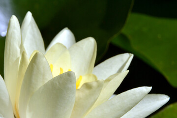 Fototapeta premium Nymphaea alba, also known as the European white water lily, white water rose or white nenuphar. Nymphea Rose Arey, closeup