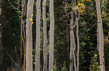 Aspen trunks in Fall, Colorado