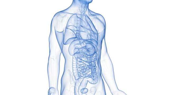 3d rendered medical animation of a pancreas tumor