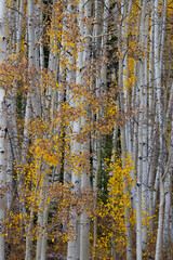 Vertical View of Aspen Forest in Fall, Colorado