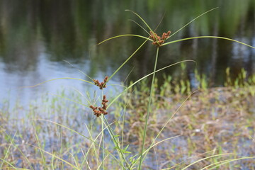 Galhos na natureza