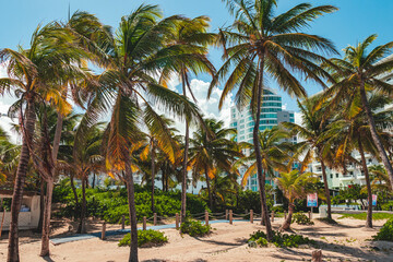 Naklejka na ściany i meble Beautiful palm trees condado city beach from puerto rico tropical coast