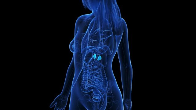 3d rendered medical animation of the adrenal glands