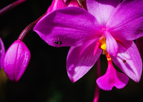 pink orchid flower