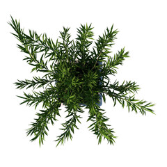 Top view of Plant (Potted Vase with Indoor Plant 4) Tree png