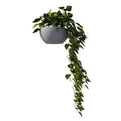 Front view of Plant (Flowerpot Vase for Climbing Plants 1) Tree png