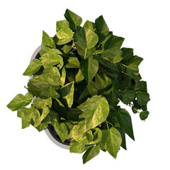 Top view of Plant (Flowerpot Vase for Climbing Plants 1) Tree png