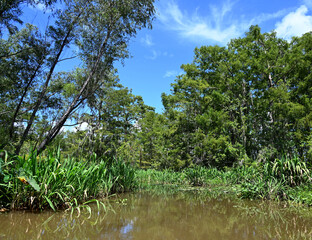 Honey Island Swamp, Slidell, Louisiana