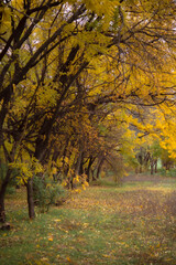 Fototapeta na wymiar Yellow autumn leaf. Autumn forest with falling leaves. Dramatic landscape of autumn city park.