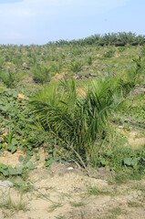 Fototapeta na wymiar MALACCA, MALAYSIA -JANUARY 20, 2016: Palm oil tree in the palm oil plantation at Malacca, Malaysia. The palm oil still small and yet produce palm oil fruit. 