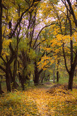 Fototapeta na wymiar Yellow autumn leaf. Autumn forest with falling leaves. Dramatic landscape of autumn city park.