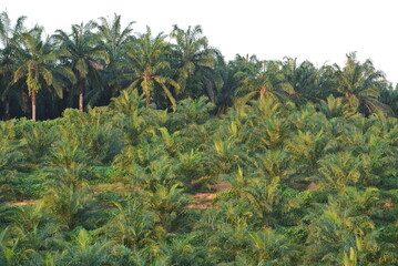 Fototapeta premium MALACCA, MALAYSIA -JANUARY 20, 2016: Palm oil tree in the palm oil plantation at Malacca, Malaysia. The palm oil still small and yet produce palm oil fruit. 