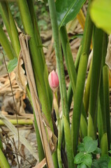 Ginger flower or Etlingera elatior. Also known as torch ginger or Bunga Kantan