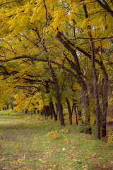 Yellow autumn leaf. Autumn forest with falling leaves. Dramatic landscape of autumn city park.