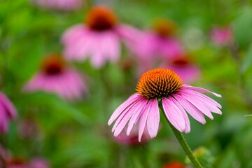 Closeup shot of a blooming pink coneflower on a field
