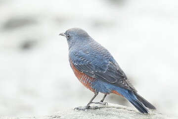 blue rock thrush in a park