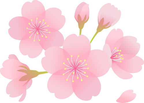 和風桜図 - アイコンのベクターアート素材や画像を多数ご用意 - アイコン, イラストレーション, カットアウト - iStock