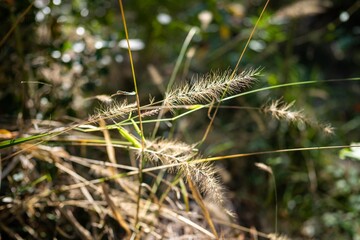 tropical plants growing in the wild and national park in queensland
