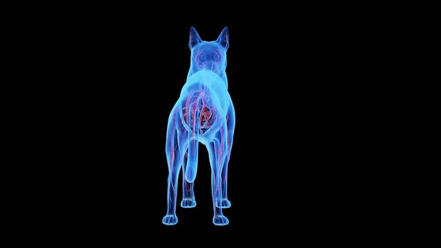 3d rendered medical animation of a dogs vascular system