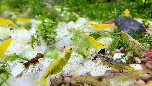 Life of full color dwarf shrimp pet in water tank enclosure.