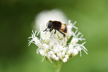 フジバカマの花と昆虫の吸蜜