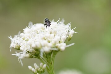 フジバカマの花と昆虫の吸蜜