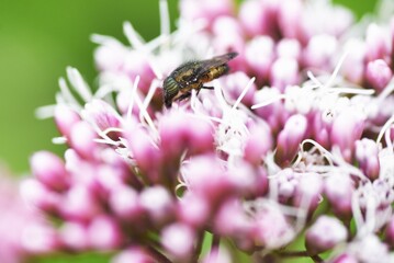 フジバカマの花と昆虫の吸蜜