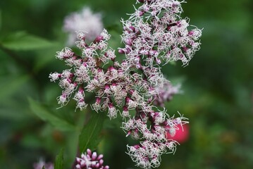 フジバカマの花と昆虫の吸蜜