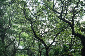 Landscape of green forest from Portugal